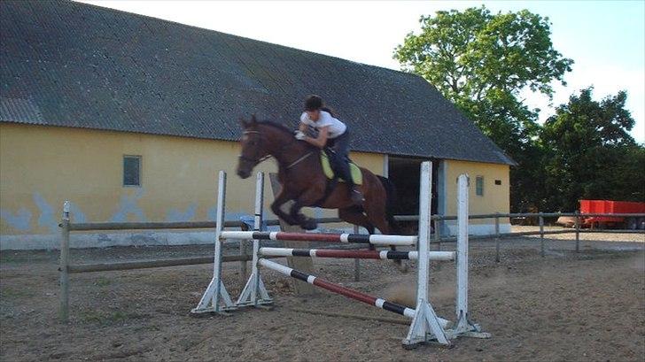 Dansk Varmblod Cato - Mia Rise flyder hen over 120 cm. billede 3