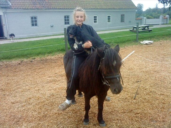 Shetlænder Tut - mig, tut og Debbie får en ridetur billede 18