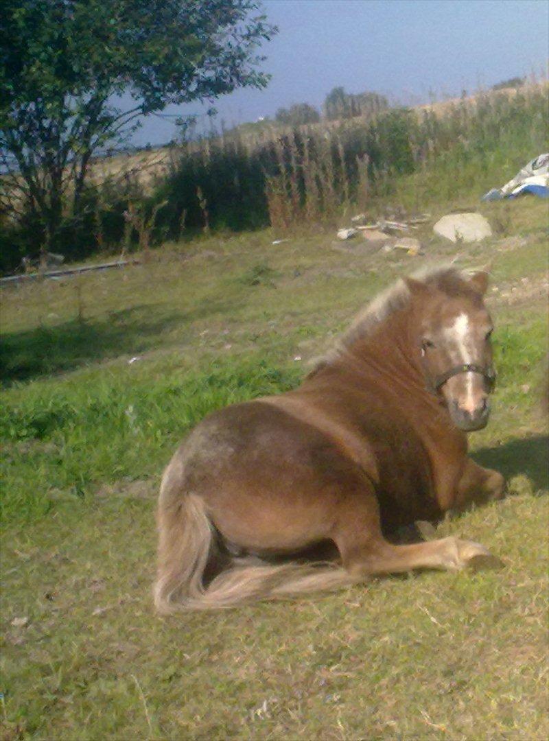 Anden særlig race  - Bailey <3 billede 1