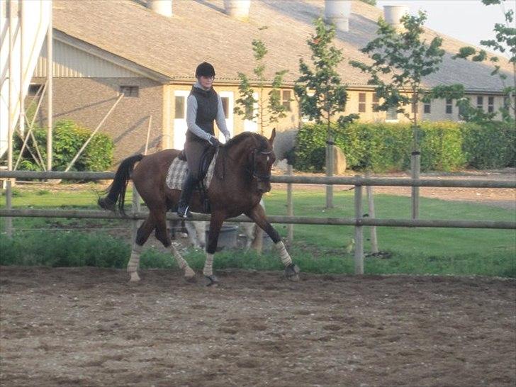 Dansk Varmblod Cato - Dressur en dejlig sommer aften! billede 4