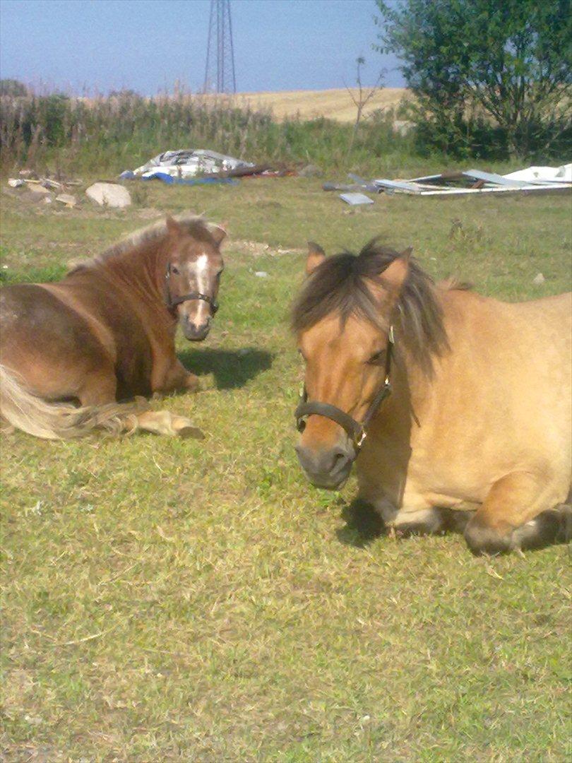 Anden særlig race  - Bailey <3 billede 2