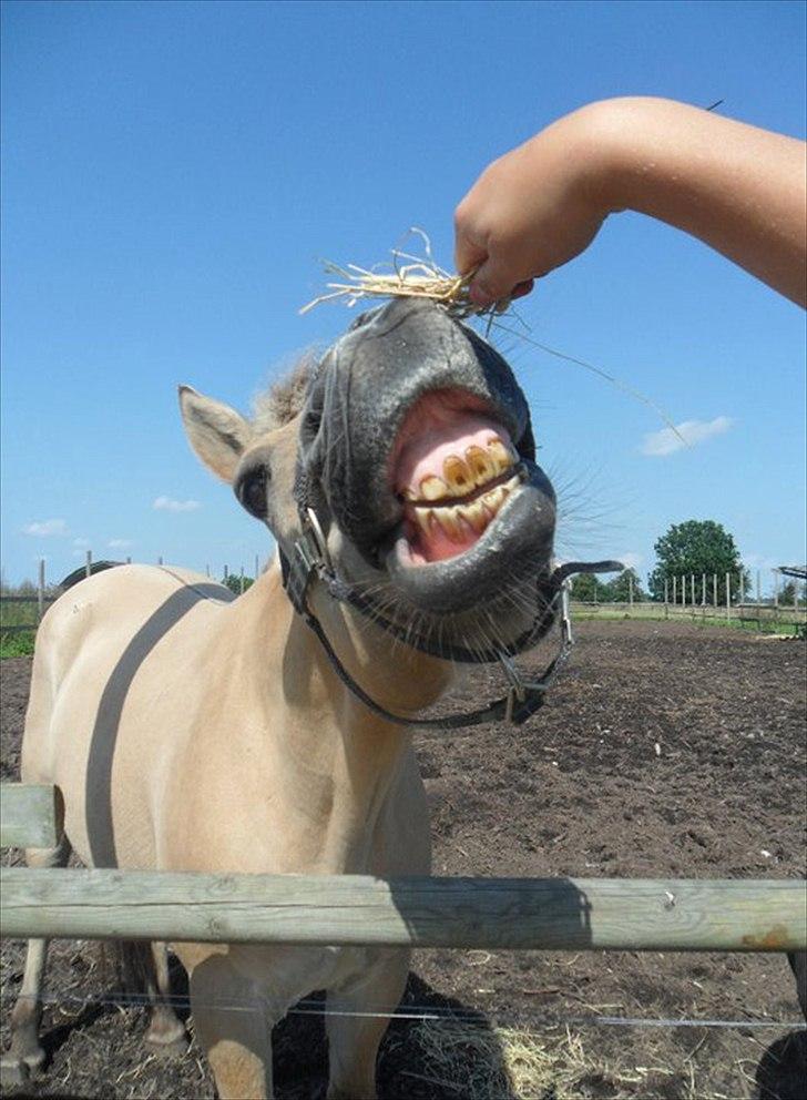 Fjordhest Rune Åby  - billede:: 6 billede 6