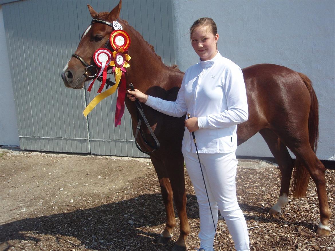 Palomino Golden Pegasus Cassiopeia - rosetter for Dagens bedst bedømte+Dagens bedste hoppe+årets bedste hoppe billede 9