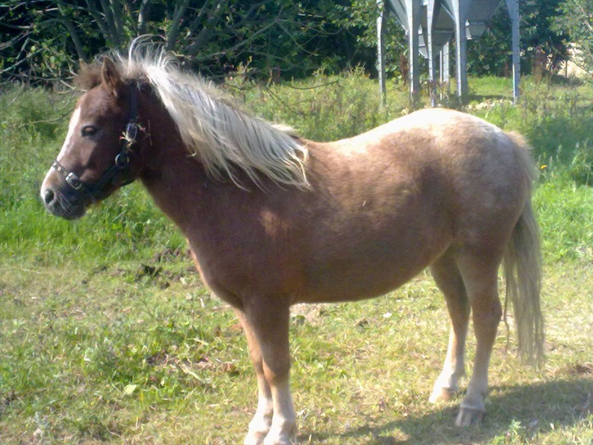 Anden særlig race  - Bailey <3 billede 7