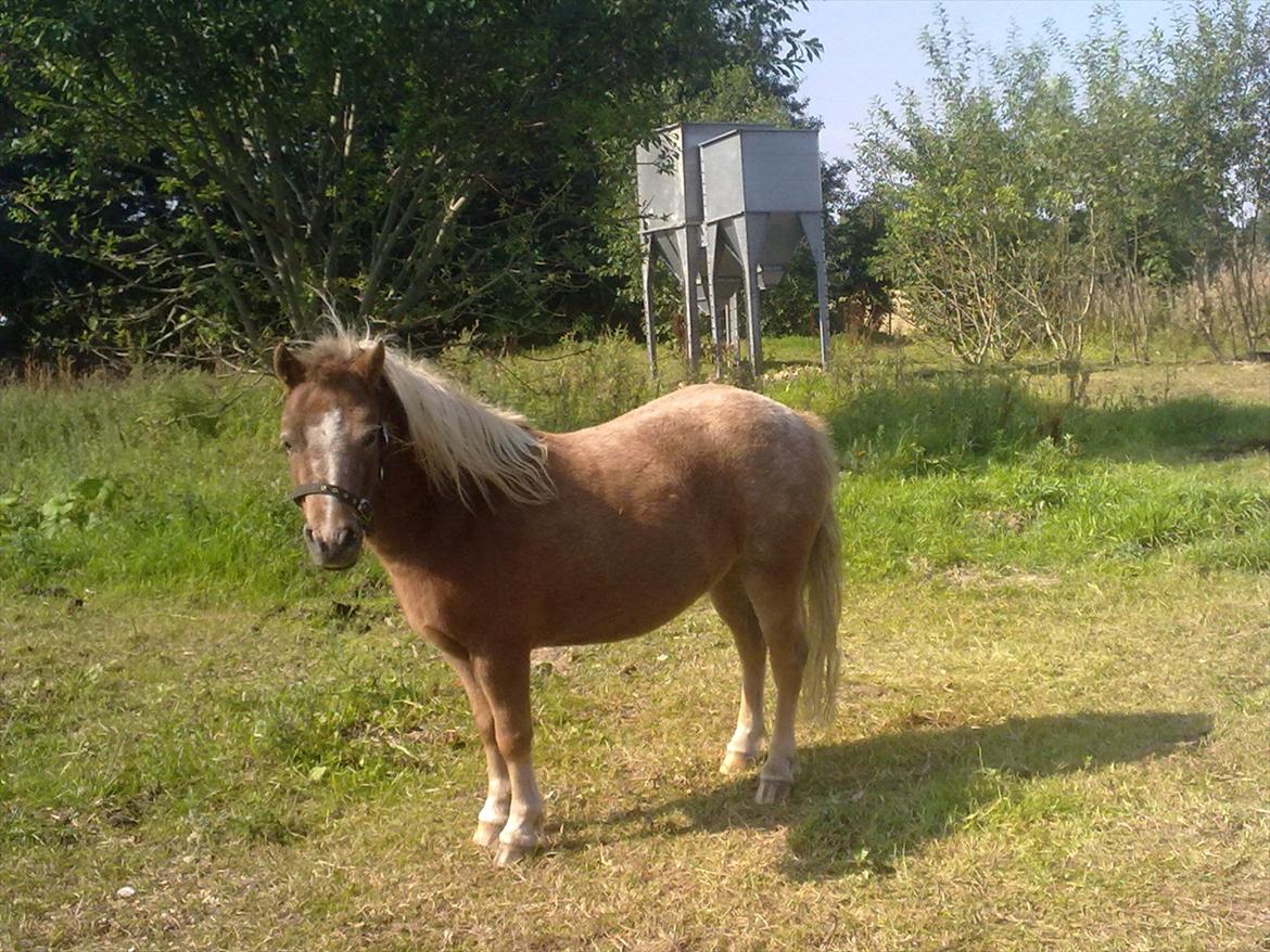 Anden særlig race  - Bailey <3 billede 8