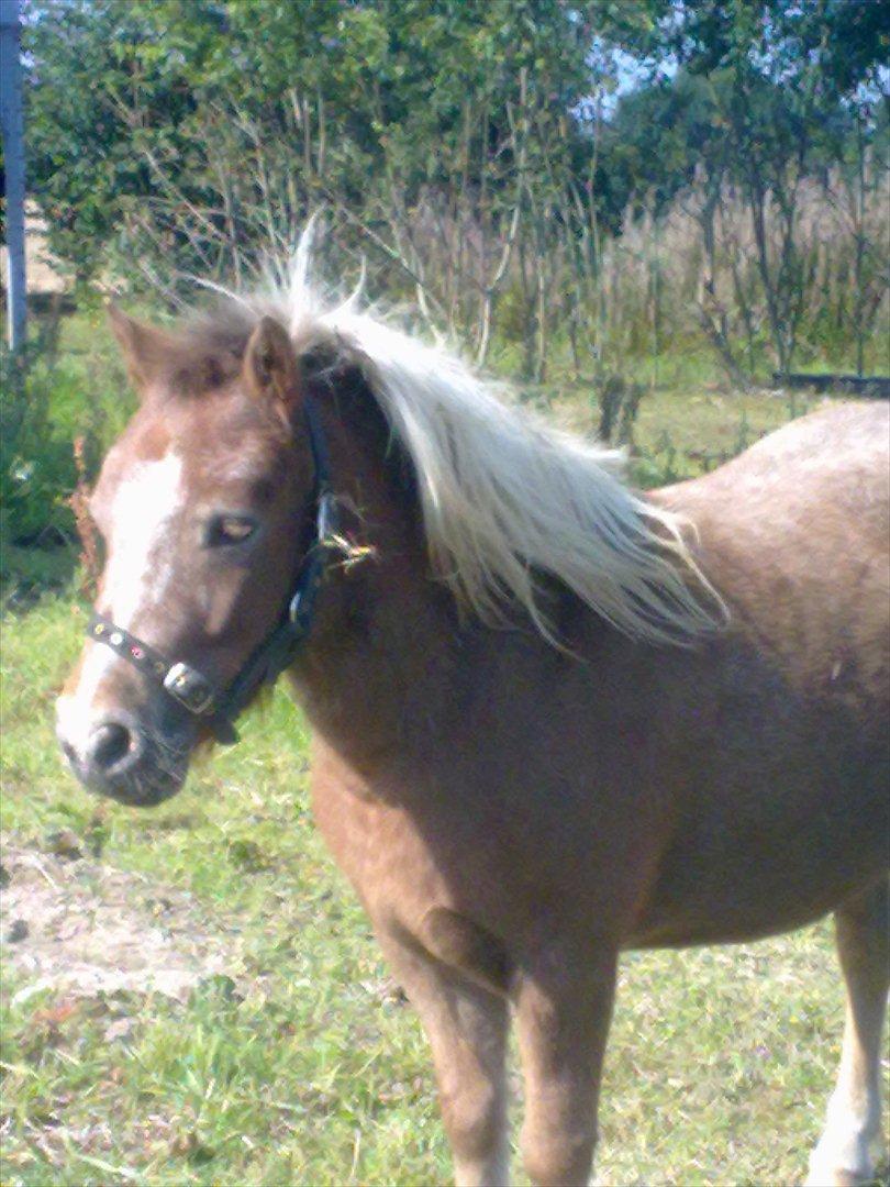 Anden særlig race  - Bailey <3 billede 9