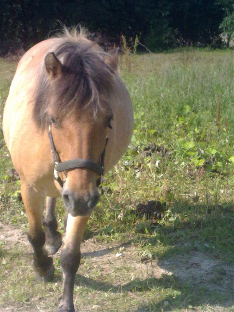 Fjordhest - Perle<3 ||Passer|| billede 19