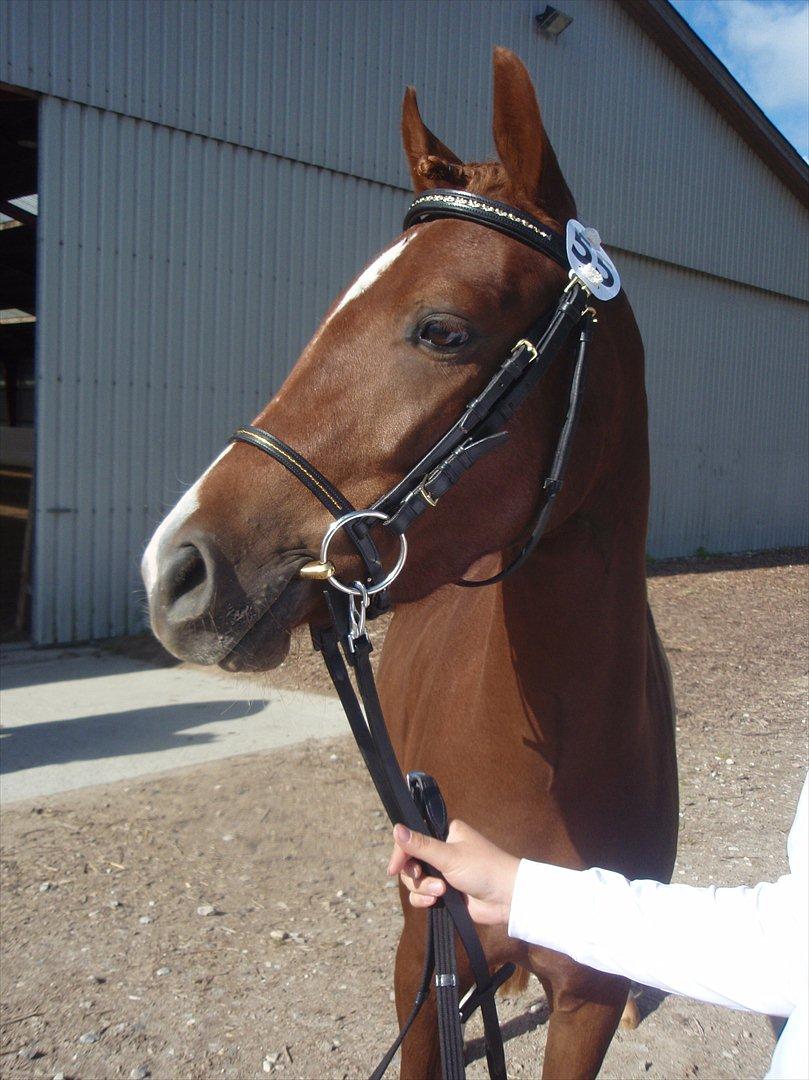 Palomino Golden Pegasus Cassiopeia - kåring 2011. her står vi og venter på at komme ind i ridehuset :) billede 10