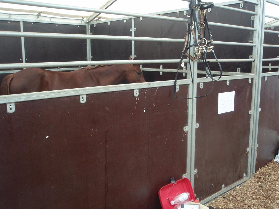 Palomino Golden Pegasus Cassiopeia - kåring 2011. Cassiopeia står her i sin boks indtil hun skulle ind i ringen igen :) billede 14