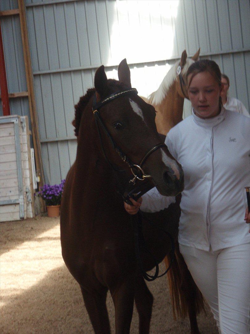 Palomino Golden Pegasus Cassiopeia billede 15