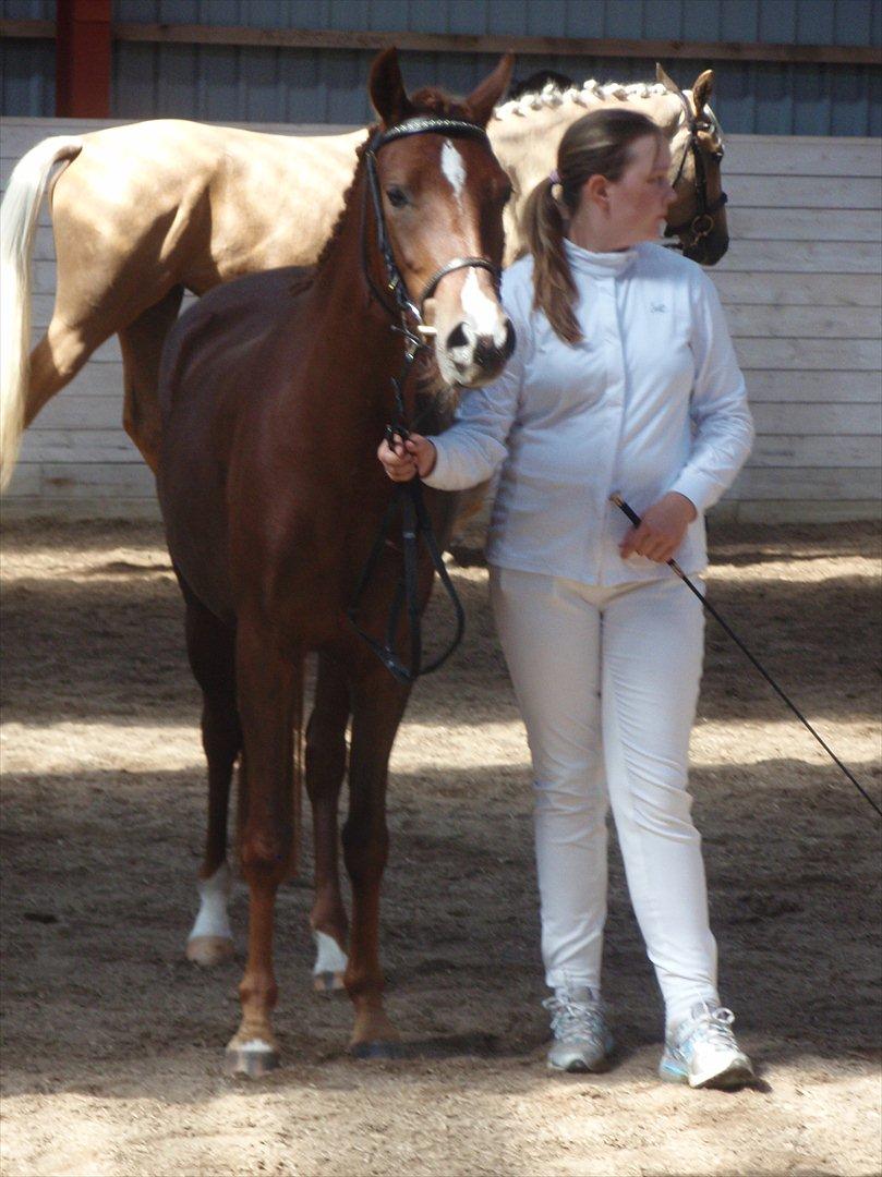 Palomino Golden Pegasus Cassiopeia billede 16
