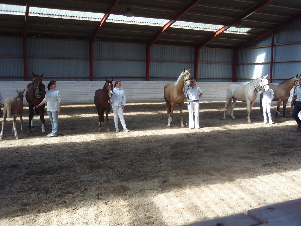 Palomino Golden Pegasus Cassiopeia - kåring 2011. oprangering. billede 17