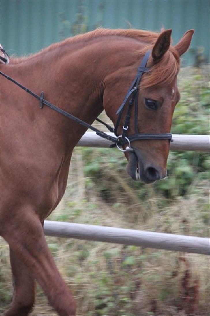 Anden særlig race Diesel [Himmelhest]  billede 8