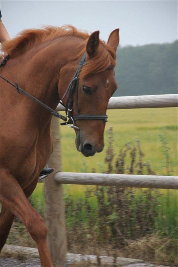 Anden særlig race Diesel [Himmelhest]  - smukke <3 billede 11