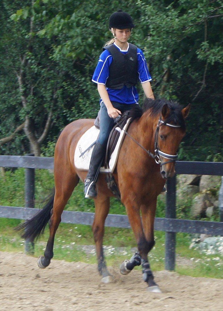 Anden særlig race Magic Boy - Lidt dressur :-) billede 10