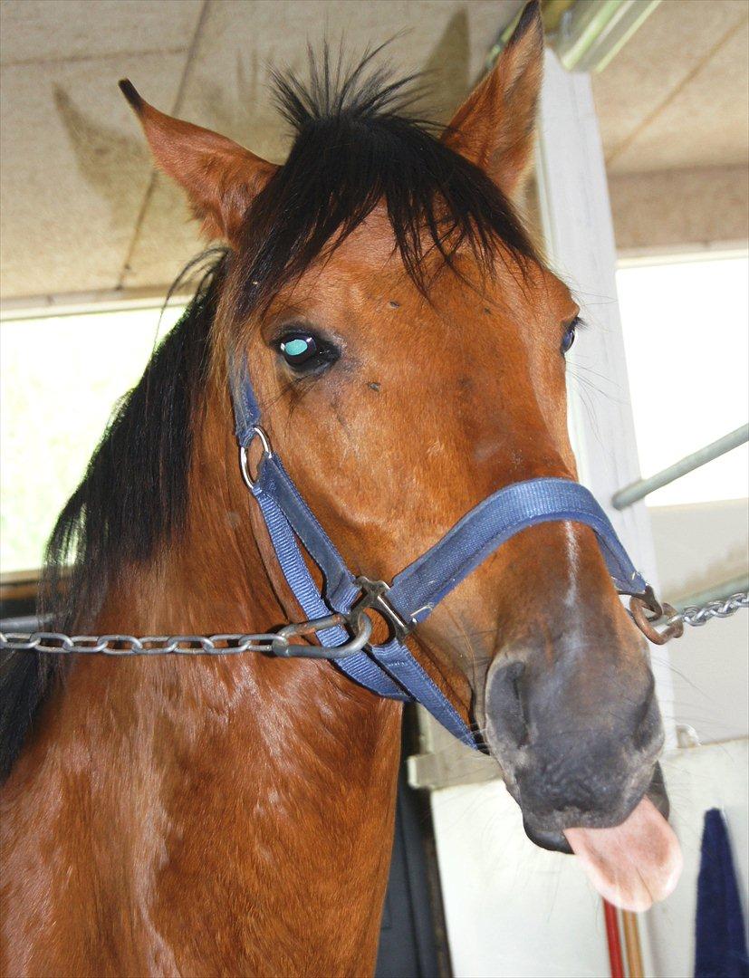 Anden særlig race Magic Boy - Lækker!! :-D billede 15