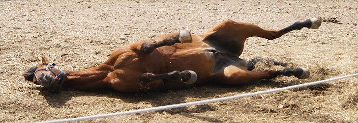 Anden særlig race Magic Boy - Haha :-D billede 16