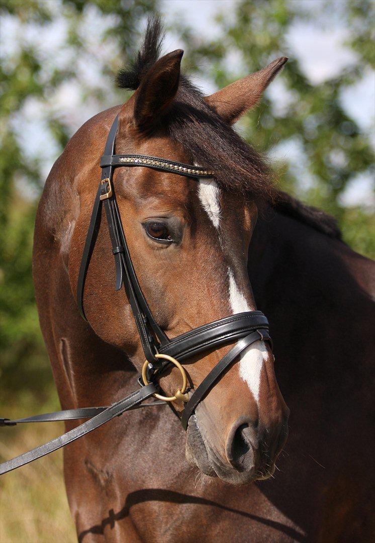 Anden særlig race Monty Hedegaard billede 1