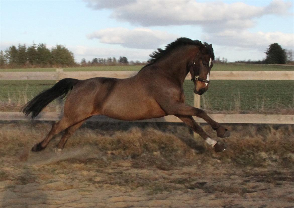 Anden særlig race Monty Hedegaard billede 3