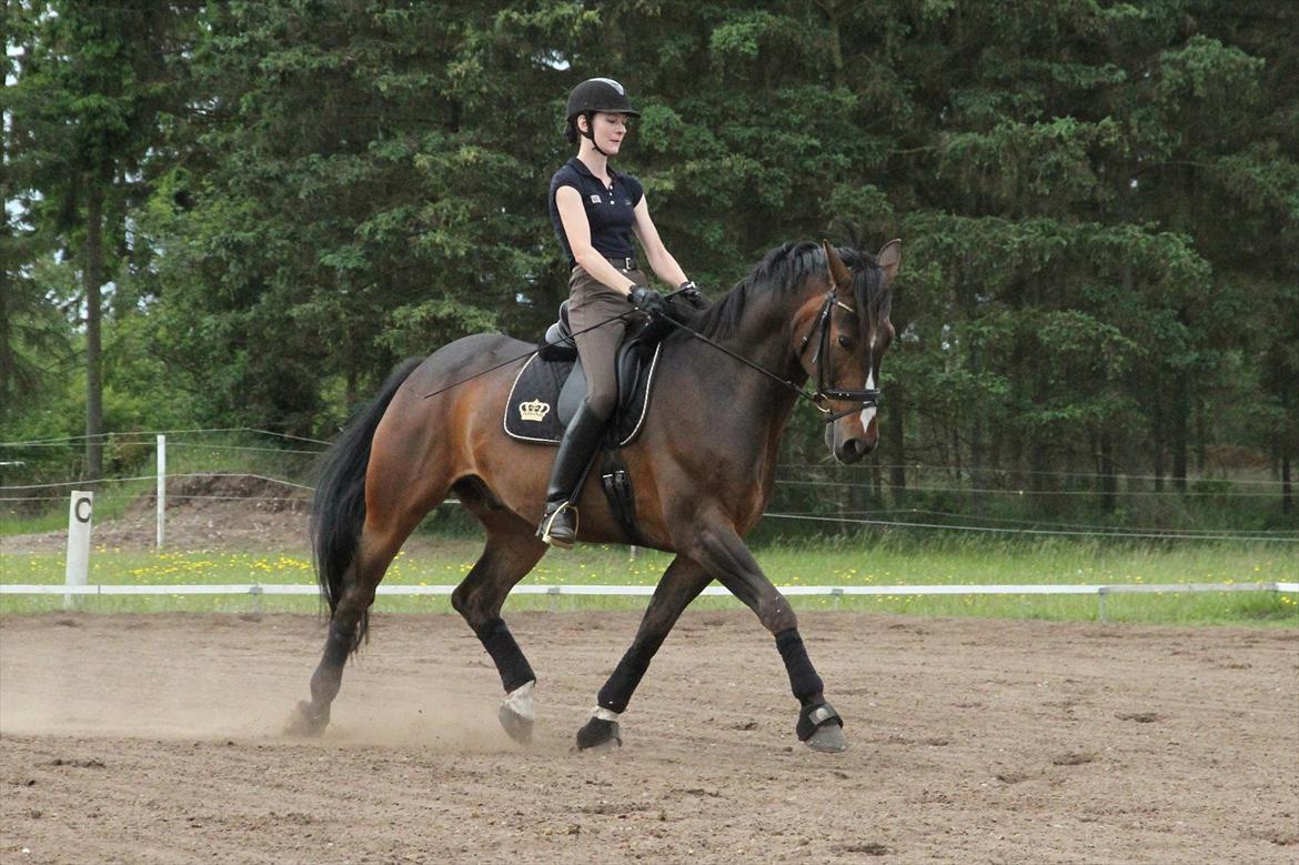 Anden særlig race Monty Hedegaard billede 6