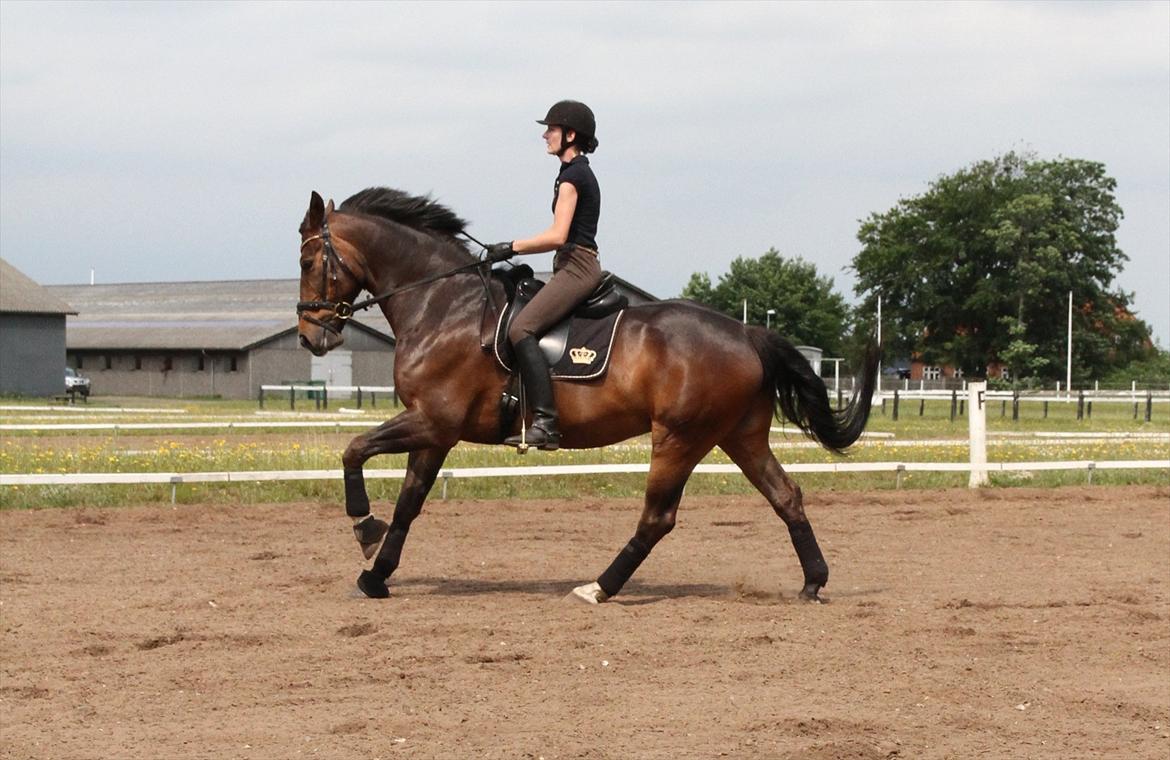 Anden særlig race Monty Hedegaard billede 7