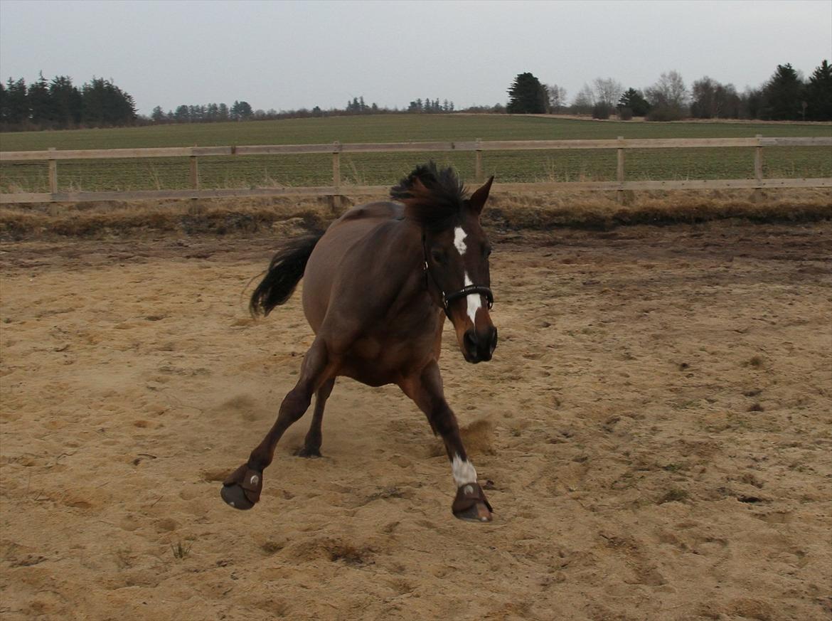 Anden særlig race Monty Hedegaard billede 5