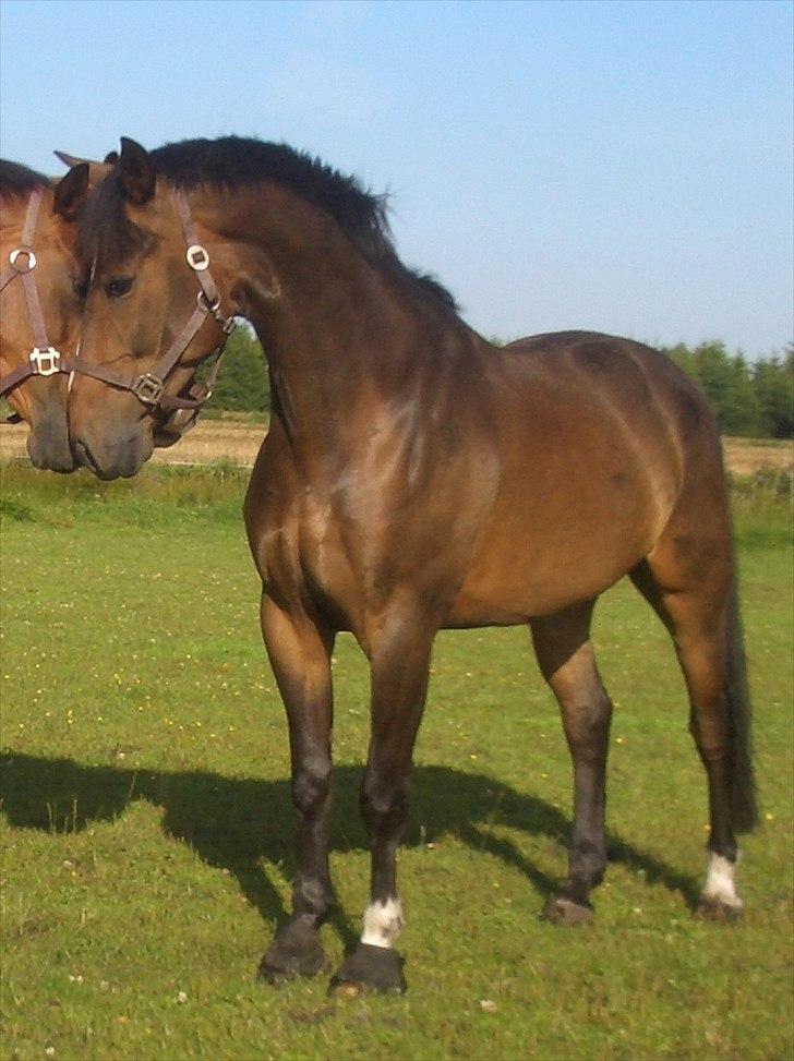 Anden særlig race Monty Hedegaard billede 10