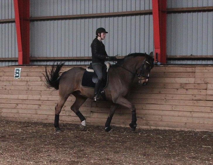 Anden særlig race Monty Hedegaard billede 11