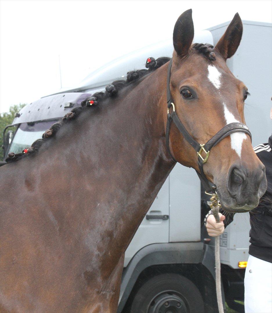 Anden særlig race Monty Hedegaard billede 13