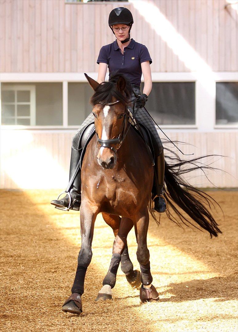 Anden særlig race Monty Hedegaard billede 16