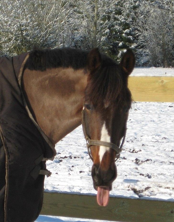 Anden særlig race Monty Hedegaard billede 17