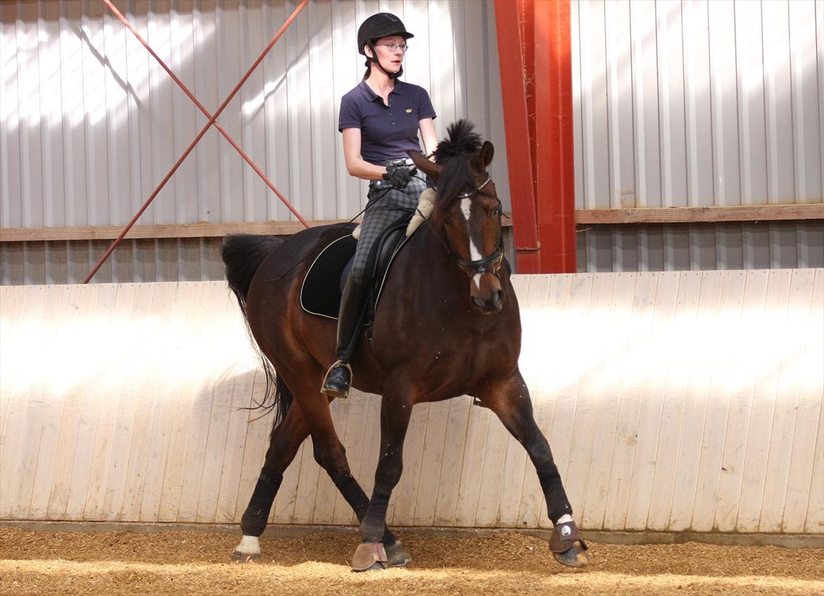 Anden særlig race Monty Hedegaard billede 15