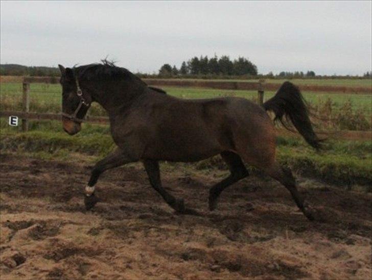 Anden særlig race Monty Hedegaard billede 18