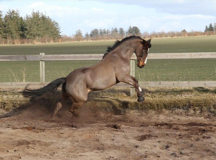 Anden særlig race Monty Hedegaard billede 20