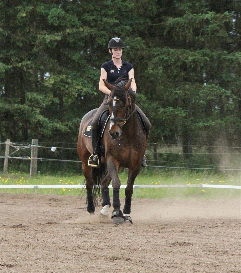 Anden særlig race Monty Hedegaard billede 8