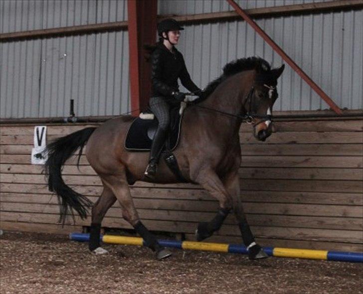 Anden særlig race Monty Hedegaard billede 12