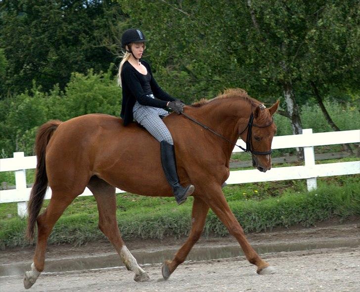 Dansk Varmblod Bijou - R.I.P. min skat! <3 billede 12