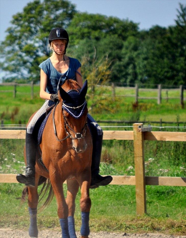 Dansk Varmblod Bijou - R.I.P. min skat! <3 billede 13