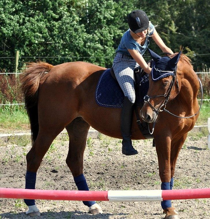 Dansk Varmblod Bijou - R.I.P. min skat! <3 billede 14