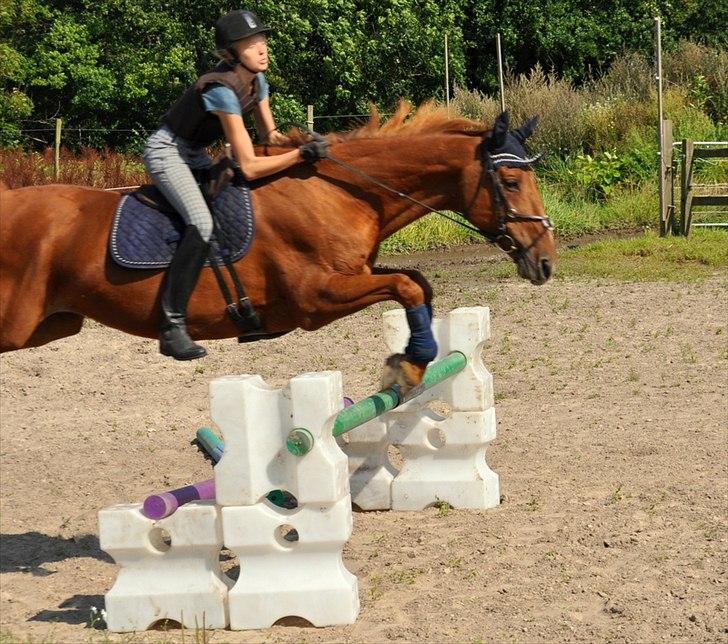 Dansk Varmblod Bijou - R.I.P. min skat! <3 billede 15