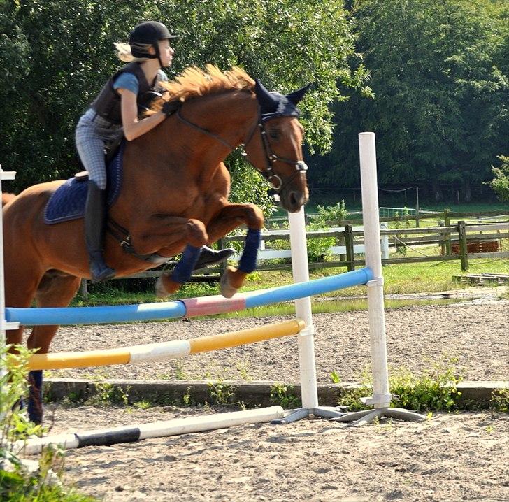 Dansk Varmblod Bijou - R.I.P. min skat! <3 billede 16