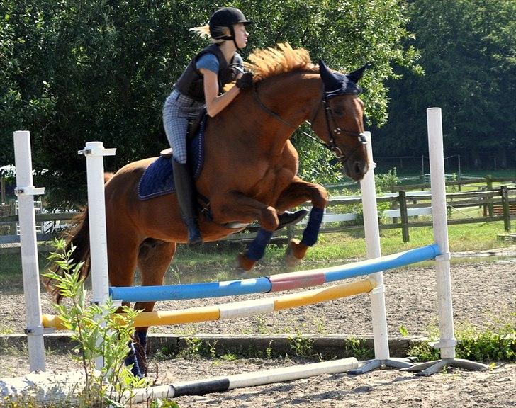 Dansk Varmblod Bijou - R.I.P. min skat! <3 billede 17