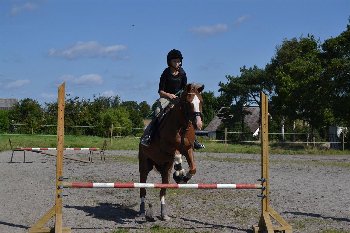 Hollandsk Sportspony Jupeter *SOLGT* billede 19