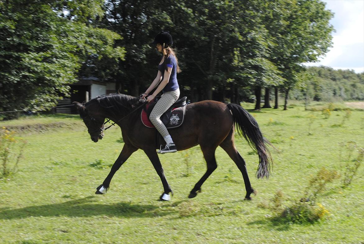 Anden særlig race Josefine *Min Prinsesse* - Dressur er vi gode til!:-) billede 3