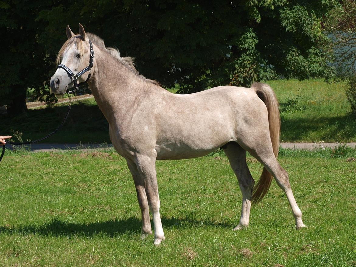 Arabisk fuldblod (OX) KI El Shaklero - 21.08.11 billede 5