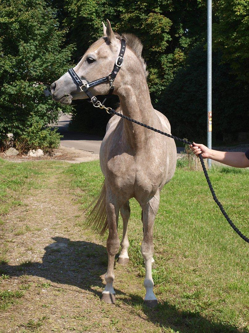 Arabisk fuldblod (OX) KI El Shaklero - 21.08.11 billede 6