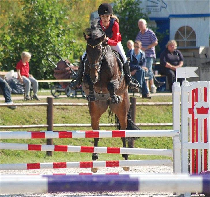 Zangersheide Gina Alfarvad Z Solgt d. 24/11-2012 billede 3