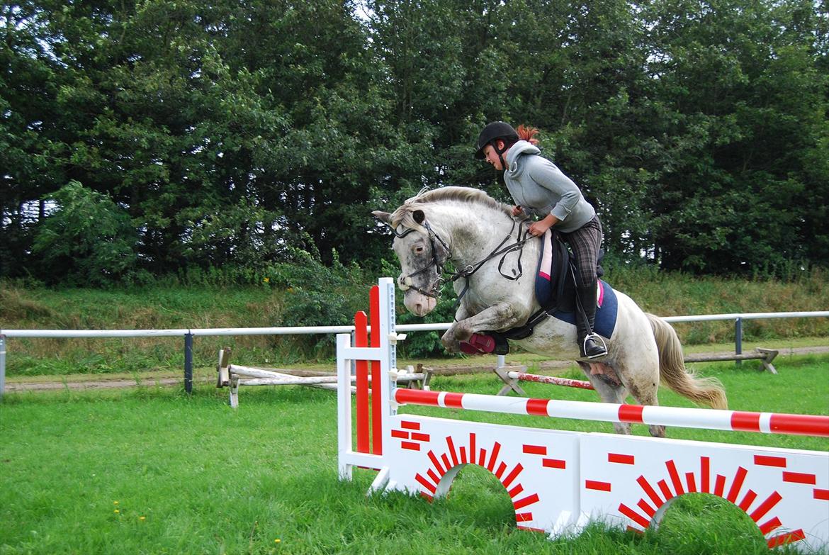Hollandsk Sportspony Tiger - My soulmate<3 (Snoopy) - Spring træning på RUS 11/12 anden gang vi springer mur :-D billede 4