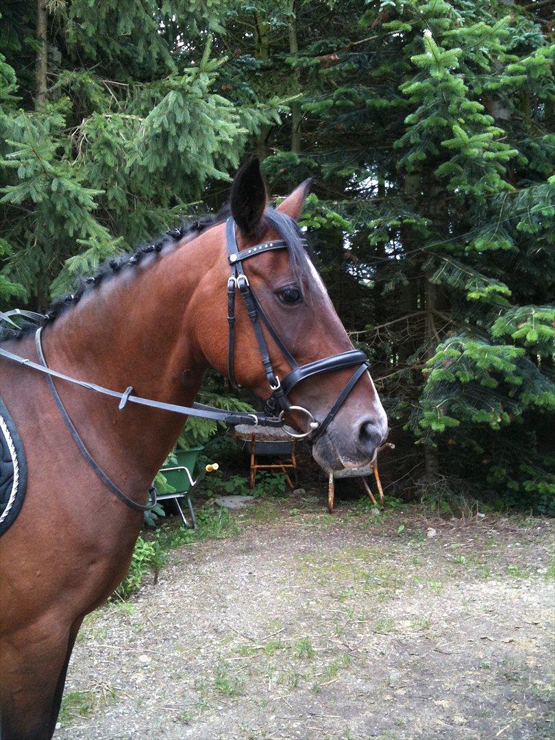 Hollandsk Sportspony Beauty - Hjemme foran stalden billede 1