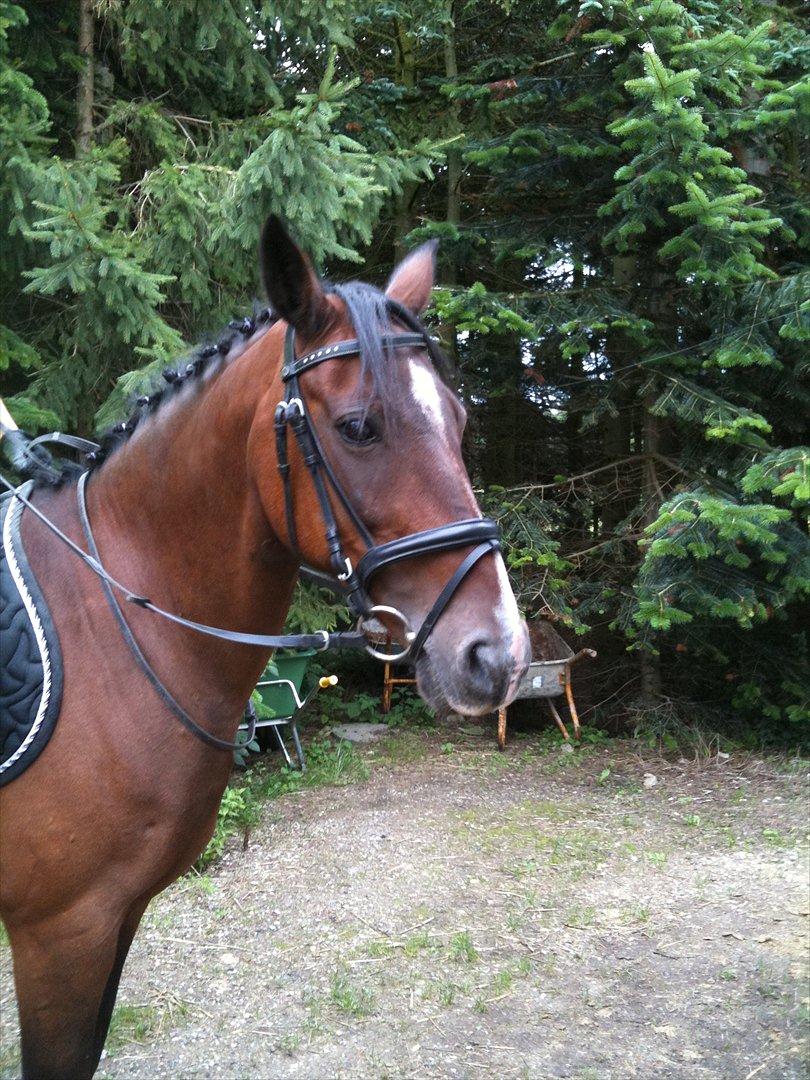 Hollandsk Sportspony Beauty - Hjemme foran stalden billede 5